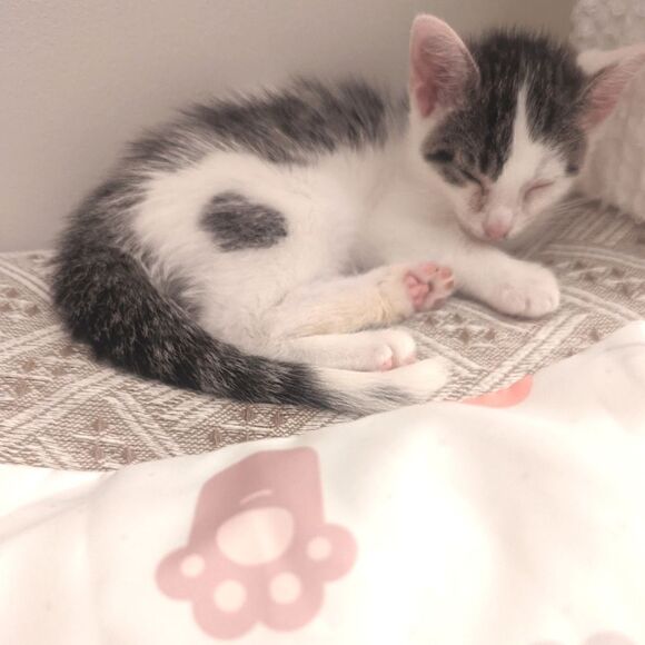 Kitty Cat Paws Print Design Zippered Pillowcase for Accent Pillow - Picture 2 of 13